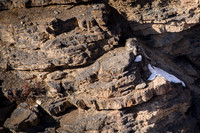 Snow leopard