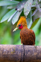 Chestnut-colored Woodpecker