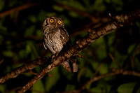Pacific-Screech Owl