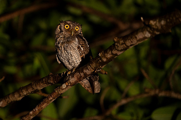 Pacific-Screech Owl