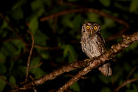 Pacific-Screech Owl