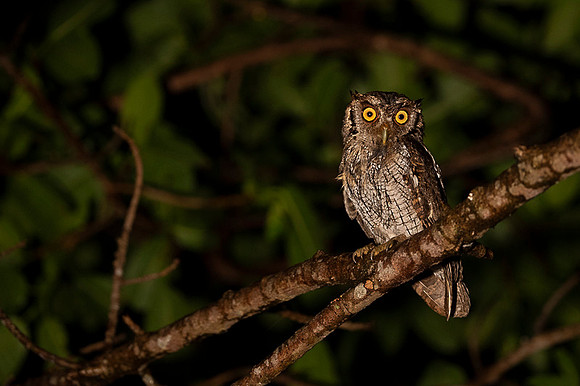 Pacific-Screech Owl