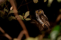 Pacific-Screech Owl