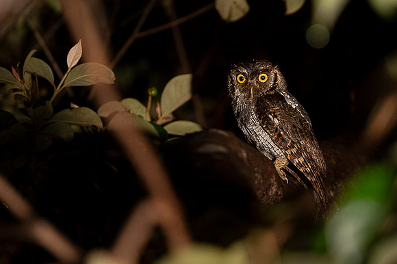 Pacific-Screech Owl