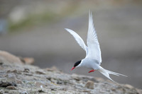 Arctic Tern