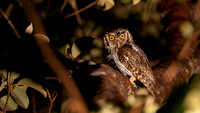 Pacific-Screech Owl