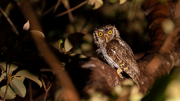 Pacific-Screech Owl
