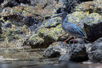 Lava heron