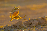 Burrowing owl