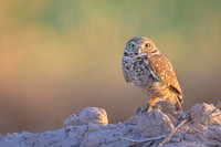 Burrowing owl