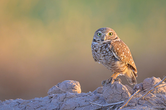 Burrowing owl