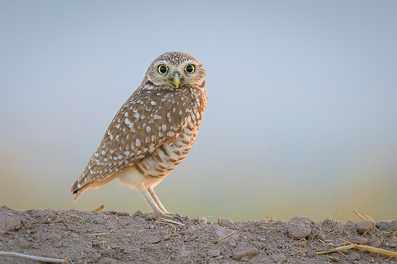 Burrowing owl