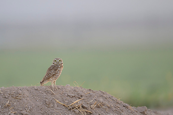 Burrowing owl