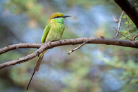 Green Beeter