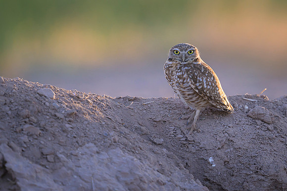 Burrowing owl