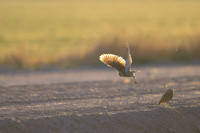 Burrowing owl