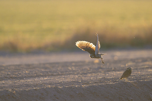 Burrowing owl