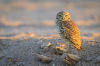 Burrowing owl