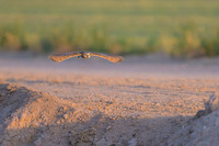 Burrowing owl
