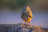 Burrowing owl