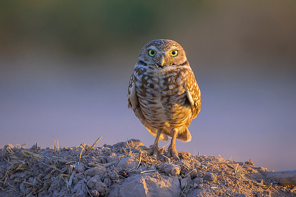 Burrowing owl