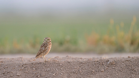 Burrowing owl