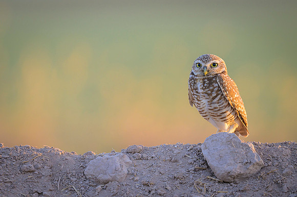 Burrowing owl