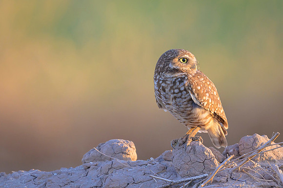 Burrowing owl