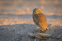 Burrowing owl