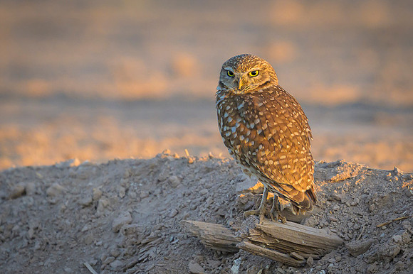 Burrowing owl