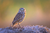 Burrowing owl