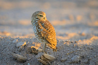 Burrowing owl