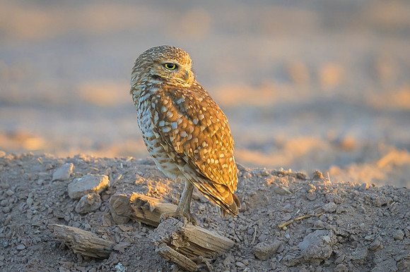 Burrowing owl