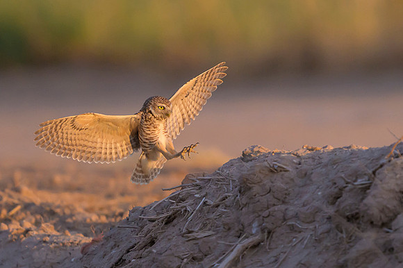 Burrowing owl