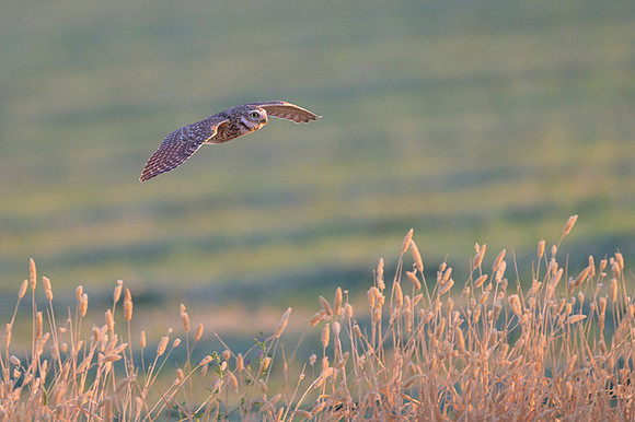 Burrowing owl