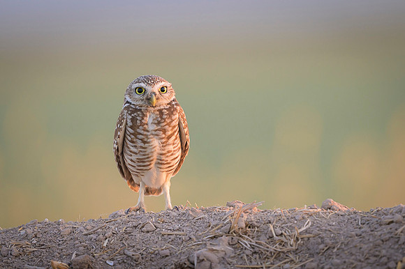 Burrowing owl