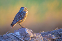Burrowing owl