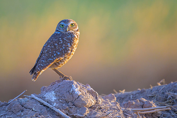 Burrowing owl