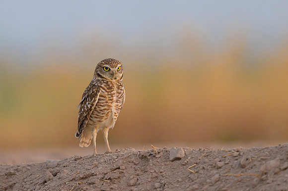 Burrowing owl
