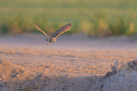 Burrowing owl