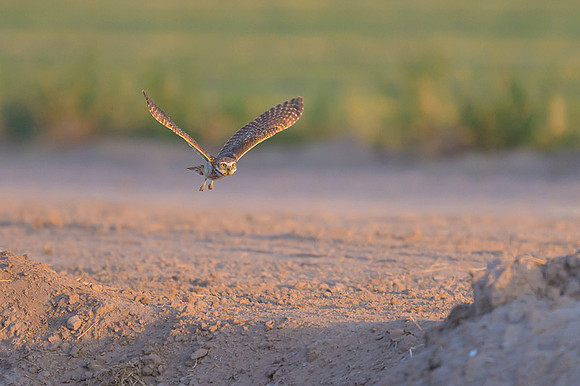 Burrowing owl