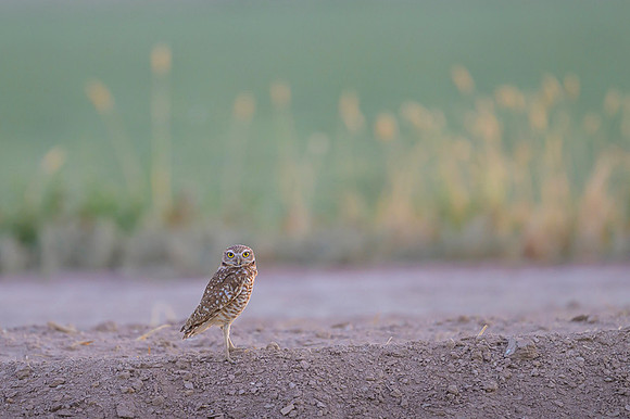 Burrowing owl