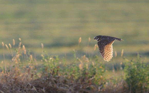 Burrowing owl