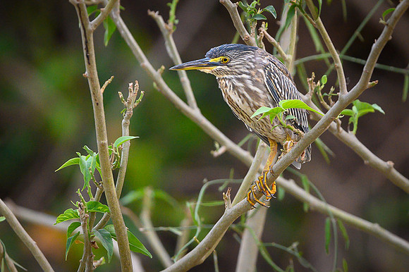 Straited Heron