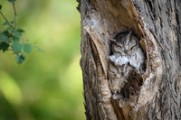 Indian scops owl