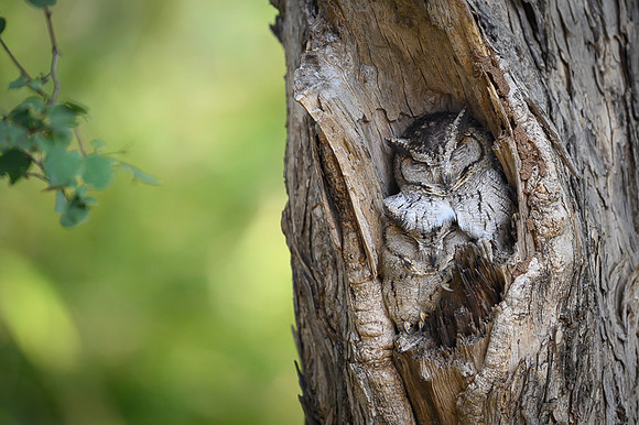 Indian scops owl