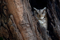 Indian scops owl