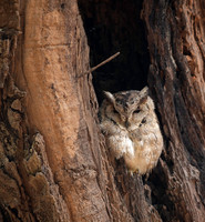 Indian scops owl