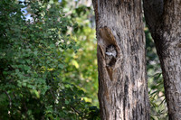 Indian scops owl