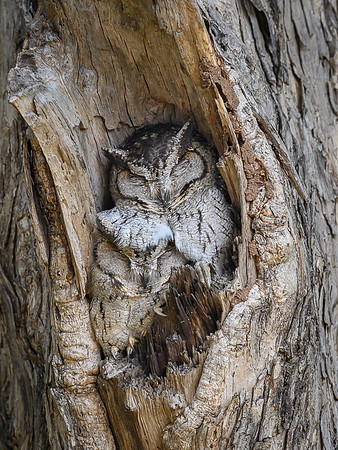 Indian scops owl